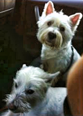 Jessie (January 05 – May 17) & Toby (May 04 – August 17)