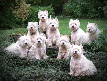 Our beloved westies left us since 2009 – a video tribute