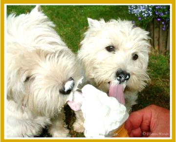 Ice Cream dogs