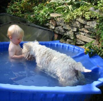 padding pool dog