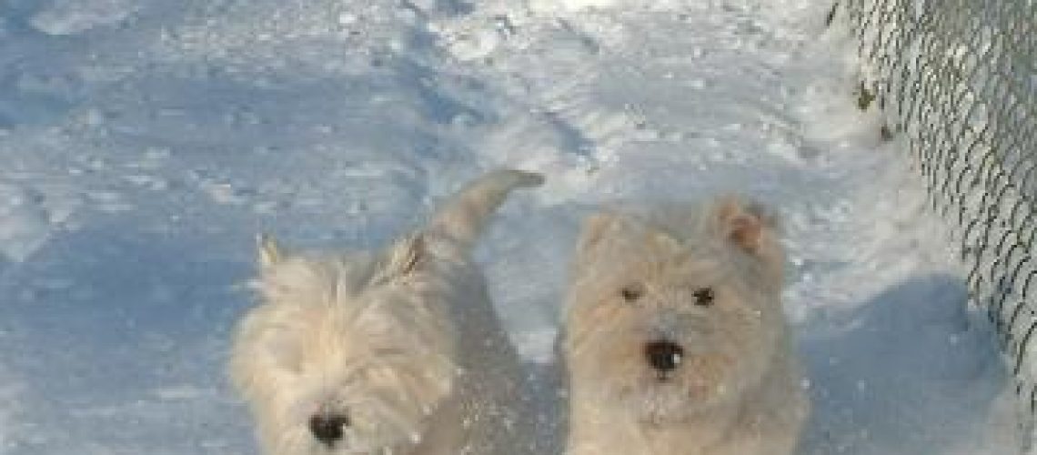 Helping Your Dog In Cold Weather UK Westie ReHoming